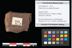 Foto (Objekt + Etikett) von Glyptostrobus europaeus Brongniart (NHMW-GEO-2024-0188-0163)